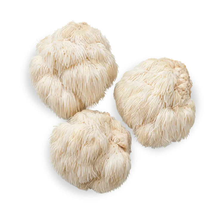 Des champignons Lion's Mane, blancs et hirsutes.