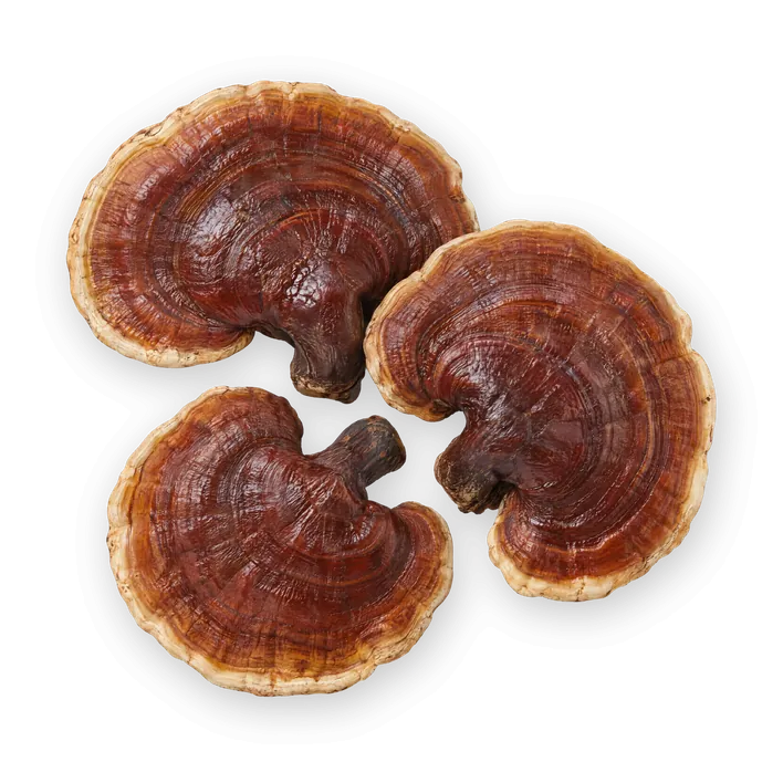Des Reishi, champignons brun-rouge et brillants.